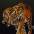 Cropped_68_tiger3