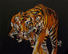 Proportional_68_tiger3