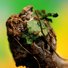Cropped_68_serranojaguar