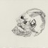 Cropped_68_skull_7__charcoal_on_paper__30inx22.5in