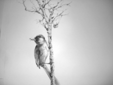 Proportional_227_birdtree_sm