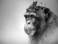 Proportional_227_frogchimp_sm