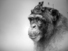 Proportional_68_frogchimp_sm