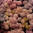 Cropped_68_f7cc7b8dbf