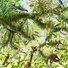 Cropped_68_feature_inc-_isabella_kirkland__canopy