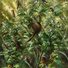 Cropped_68_feature_inc-_isabella_kirkland_understory