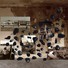 Cropped_68_assaf_al_basra.press__2_