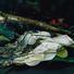Cropped_68_the_moon_was_too_bright_1
