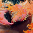 Cropped_68_commercialmarilyn_minter__2_