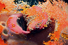 Proportional_68_commercialmarilyn_minter__2_
