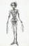 Proportional_68_edward_drawing