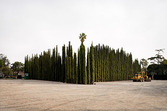 Proportional_167_9752b6379f