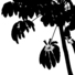 Cropped_68_9456164502