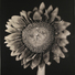 Cropped_68_ccl_sunflower