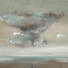 Cropped_68_mj-11040-b