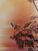Proportional_227_butterfly_5