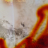 Cropped_68_butterfly_12