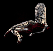 Proportional_227_ar_downboy