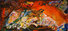 Proportional_68_orange_beginning