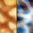 Cropped_68_ghostmoth_composite