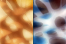 Proportional_227_ghostmoth_composite