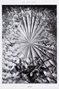 Proportional_167_team_gallery-_the_rose