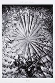 Proportional_227_team_gallery-_the_rose