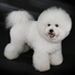 Cropped_68_bichon_fris__-_studdogbichon