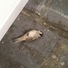 Cropped_68_photo_1-1