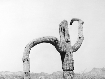 Cropped_348_useless_struggle_2011