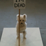 Cropped_68_photo_3_rotate